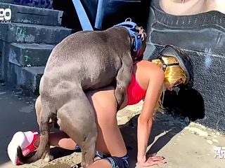 Dog sex public