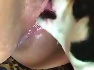 Dog pussy licking compilation