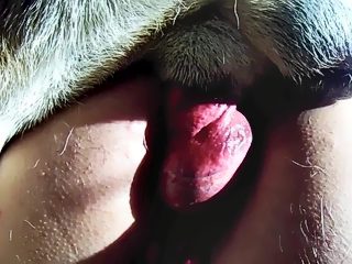 Anal sex with dog